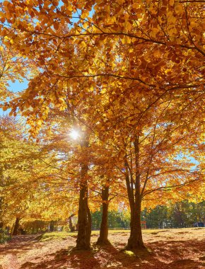Sonbahar mevsiminde güneşli bir günde orman. Dağ manzarası