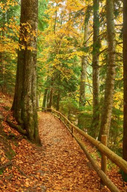 Sonbahar ormanında göl boyunca bir patika. Göl kıyısına giden orman yolu.