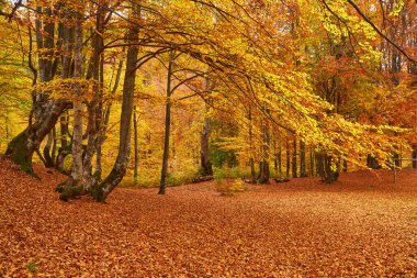 Güzel bir sonbahar manzarası ve sıcacık güneş ışığı olan manzaralı bir orman.