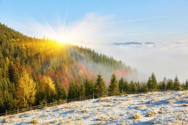 Çim güneş ışınları ile aydınlanmış. Görkemli sonbahar kırsal manzara. Sabah sisi ile fantastik sahne. Donmuş yeşil çayırlar. Pitoresk tatil Karpatlar vadisi, Ukrayna, Avrupa.