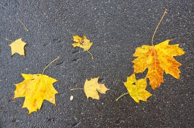 Soğuk bir sonbahar gününde ıslak kaldırımda düşen sarı akçaağaç yaprağı..
