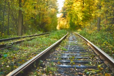 Terk edilmiş tren sonbahar renkli ağaçlar altında. Aşk tüneli. Arka plan bulanık