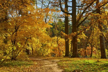 Beautiful autumn calm nature landscape.Sunny autumn scene with land covered by orange and red leaves in empty park.Concept of beauty of autumn nature.Vintage colours.