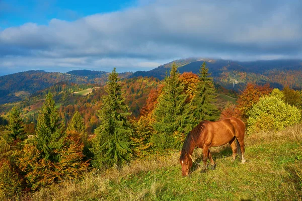 Portret Brązowego Konia Stojącego Polu Górami Tle — Zdjęcie stockowe