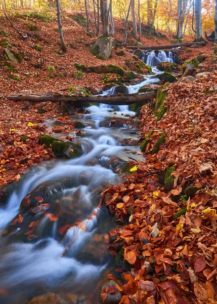 Autumn leaves along a forest stream. Forest stream in autumn. Autumn forest stream in autumn scene