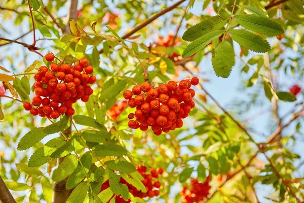 Temporada Otoño Concepto Cosecha Otoño Bayas Rowan Otoño Rama Increíbles — Foto de Stock