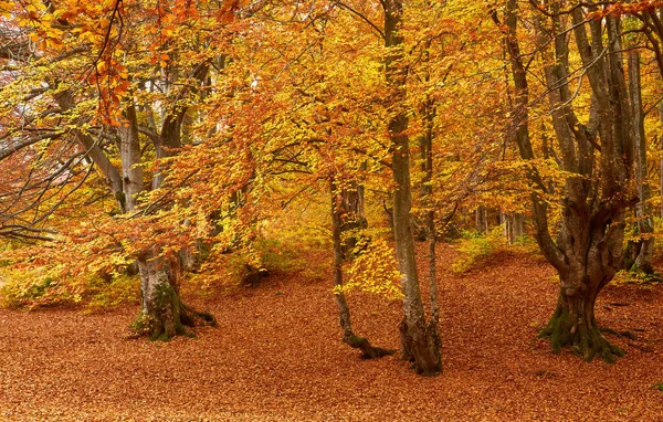 Буковые Леса Апельсиновыми Листьями Осенний Пейзаж Солнечный День Горах Карпаты — стоковое фото