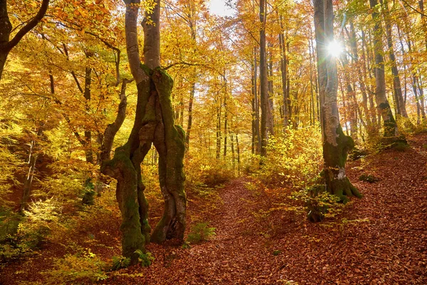 Великолепная Осенняя Пейзажная Панорама Живописного Леса Большим Количеством Теплого Солнца — стоковое фото