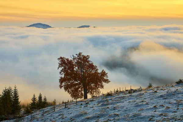 Cena Incrível Nas Montanhas Outono Primeira Neve Laranjeiras Nevoeiro Fantástico — Fotografia de Stock