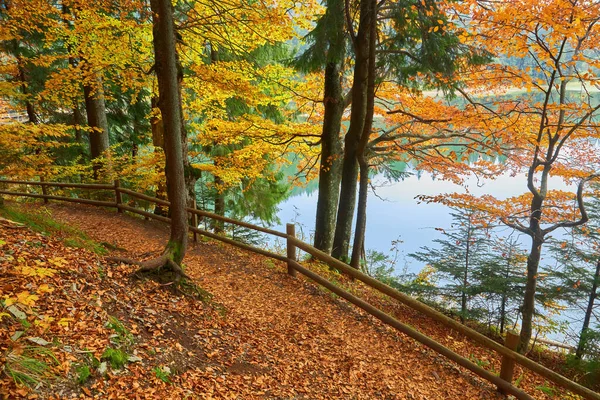 A path along the lake in the autumn forest. Forest path to lake shore.