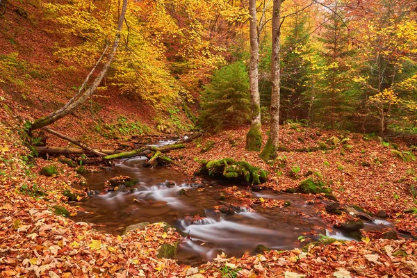 Herbstlicher Bachlauf Waldpark Oktober — Stockfoto