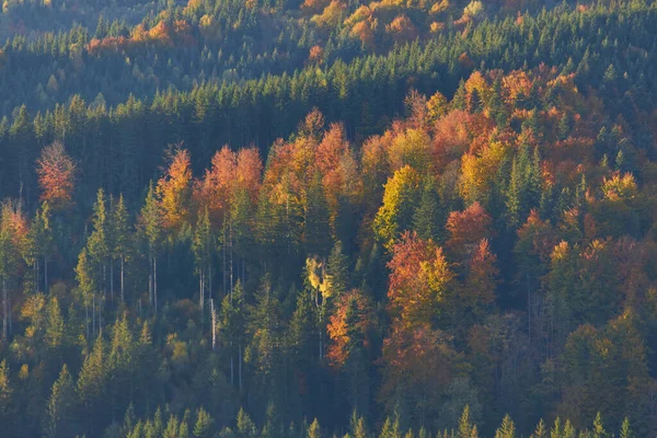 Prato Illuminato Dai Raggi Del Sole Maestoso Paesaggio Rurale Autunnale — Foto Stock