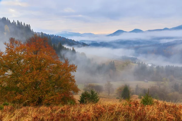 Hermosas Montañas Pinos Vista Montañas Pinos Otoño Vista Aérea Sobre —  Fotos de Stock