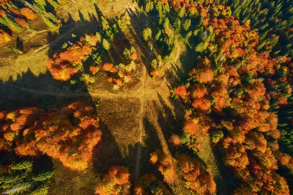 Vista Aérea Del Bosque Temporada Follaje Fondo Verde Natural Naranja — Foto de Stock