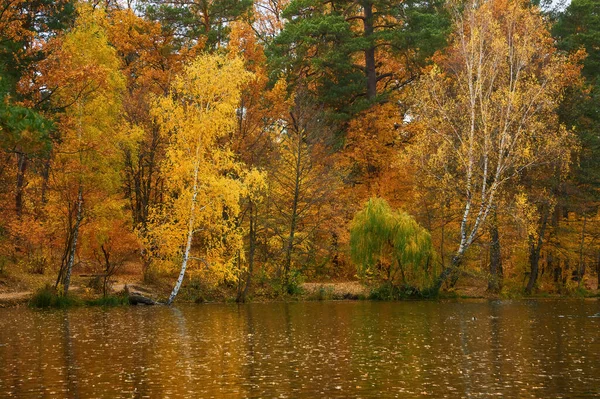 Beautiful Landscape Golden Autumn Forest Edge Birches Water Beautiful Reflection — 图库照片