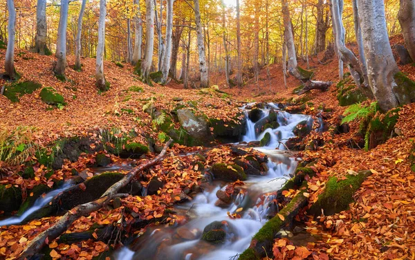 Φθινόπωρο Φεύγει Κατά Μήκος Ενός Δάσους Ρεύμα Του Δάσους Φθινόπωρο — Φωτογραφία Αρχείου