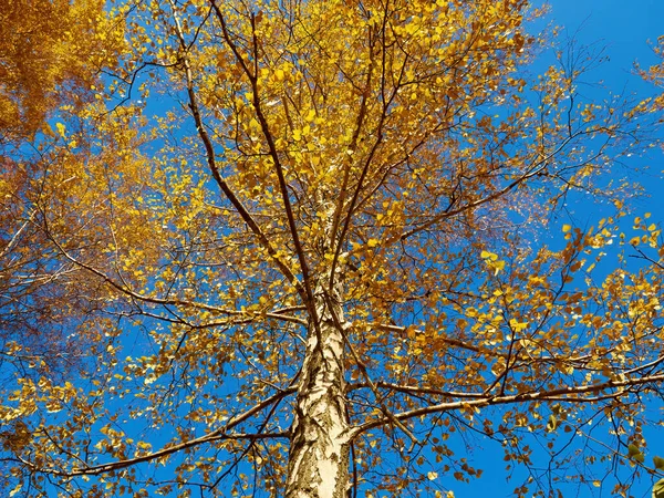 Όμορφο Πάρκο Φθινόπωρο Κόκκινο Και Κίτρινο Αφήνει Νεκρά Από Δέντρο — Φωτογραφία Αρχείου