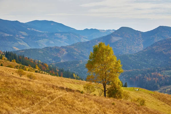 Bos Een Zonnige Dag Het Najaar Berglandschap — Stockfoto