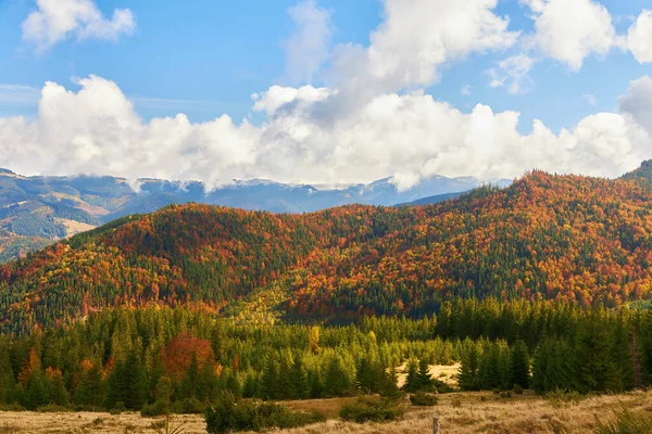 Wald Einem Sonnigen Tag Herbst Berglandschaft — Stockfoto