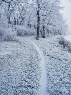 Kış şehri manzarası. Kış parkı karla kaplı. Şehir parkında karla kaplı bir ağacın altında bir bank..