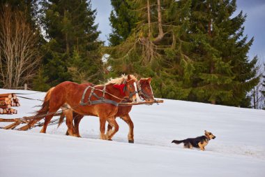 at ile kış kızak yolda çalışan