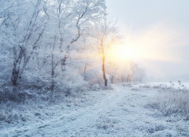 Uzun çam ağaçları ve güzel karlı kozalaklı ağaçlarıyla karlı kış ormanı. Beyaz karlı patika ve karla kaplı ince dallar.