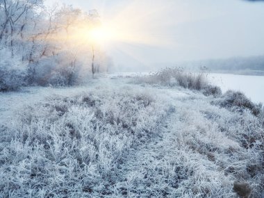 Uzun çam ağaçları ve güzel karlı kozalaklı ağaçlarıyla karlı kış ormanı. Beyaz karlı patika ve karla kaplı ince dallar.