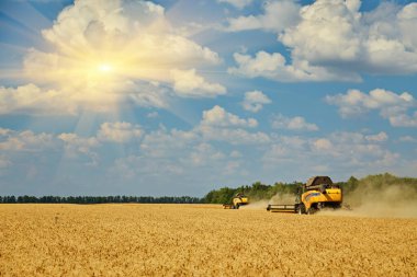 Combine harvester working on a wheat field. Seasonal harvesting the wheat. Agriculture.