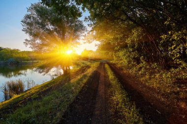 Yazın günbatımında yeşil ormanda güzel bir yol. Orman, bisiklet yolu, yürüyen insanlar, güneş ışınları, yeşil ağaçlar, güneşli akşamlarda çimen olan renkli bir manzara. Baharda çiçek açan parkta yürüyüş. Doğa