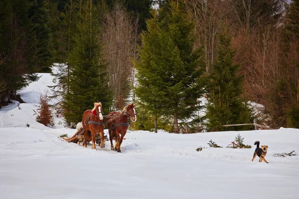 Paarden Die Met Slee Van Winter Weg — Stockfoto