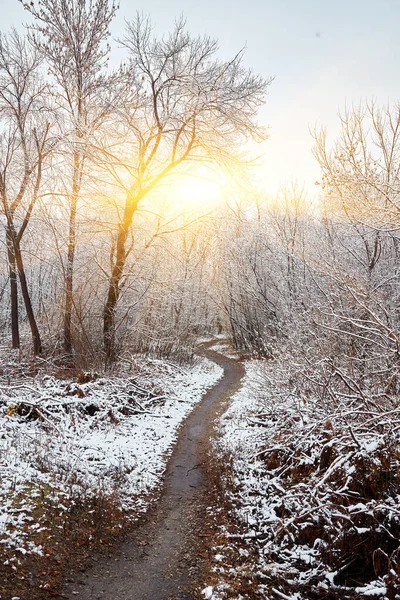 Winter Wald Schnee Verschneiter Kiefernwald Bäume Schnee Eine Wunderschöne Winterlandschaft — Stockfoto