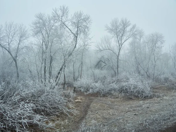 Kış Orman Kar Karla Kaplı Çam Ormanı Kardaki Ağaçlar Güzel — Stok fotoğraf