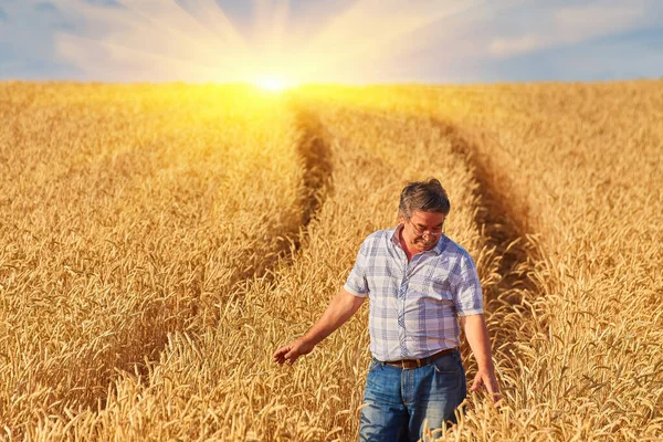 Spokojenej Zralej Farmář Pečlivě Dotýká Zralýho Pšeničnýho Pole Před Sklizní — Stock fotografie