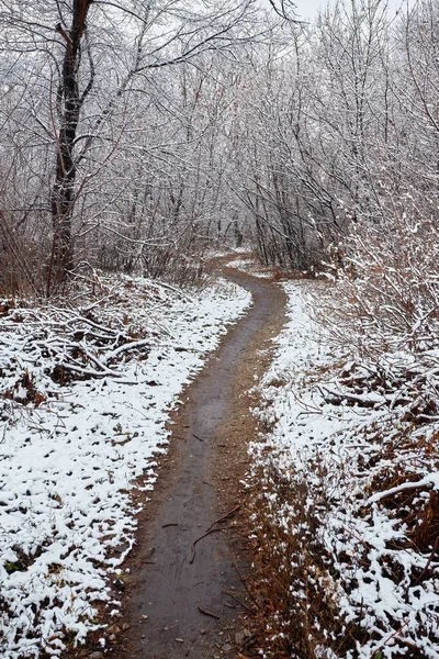 Floresta Inverno Nevado Com Pinheiros Altos Belas Árvores Coníferas Nevadas — Fotografia de Stock