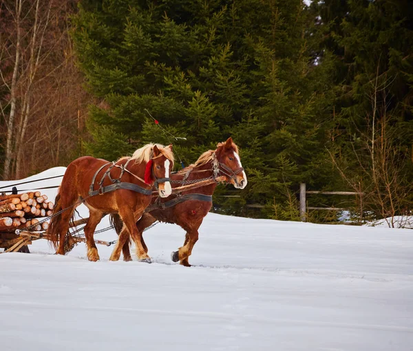 Człowiek Sankach Ciągniętych Przez Konie Odkryty Zimie — Zdjęcie stockowe