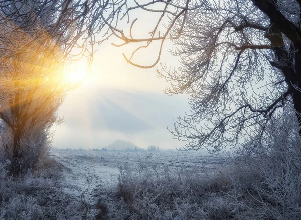 Winter Wald Schnee Verschneiter Kiefernwald Bäume Schnee Eine Wunderschöne Winterlandschaft — Stockfoto