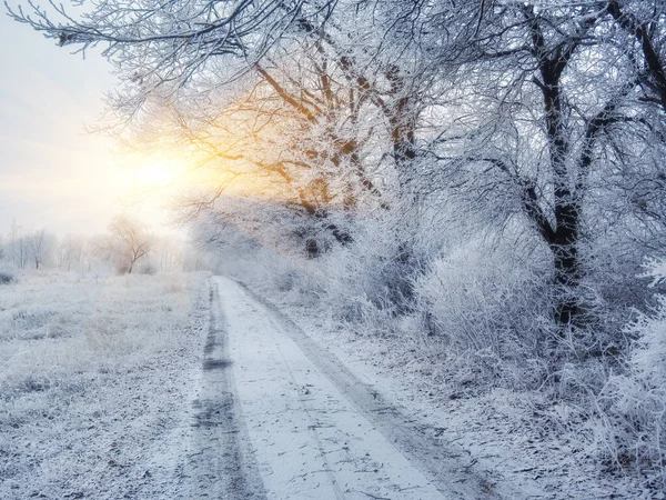 Verschneiter Winterwald Mit Hohen Kiefern Und Schönen Schneebedeckten Nadelbäumen Weißer — Stockfoto
