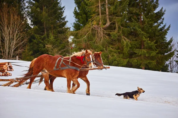 Konie Zimą Kuligi Drodze — Zdjęcie stockowe