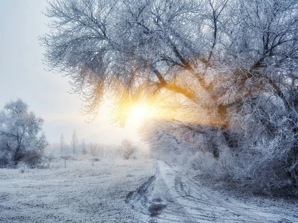 Verschneiter Winterwald Mit Hohen Kiefern Und Schönen Schneebedeckten Nadelbäumen Weißer — Stockfoto