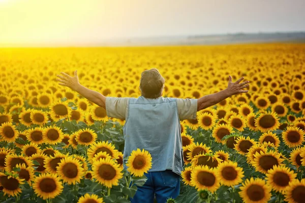 Fält Blommande Solrosor Bakgrund Blå Himmel — Stockfoto