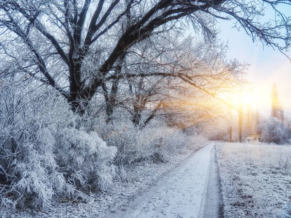 Vacker Vinterpark Med Solnedgång Färger Himmel Och Träd — Stockfoto