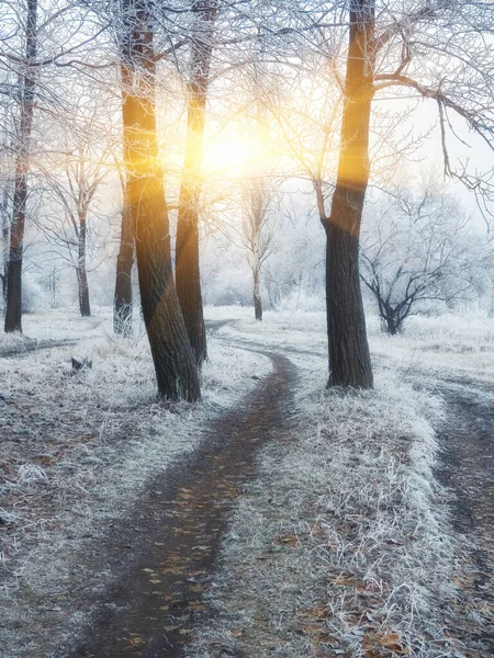 Зимний Парк Закатом Раскрашивает Небо Деревья — стоковое фото