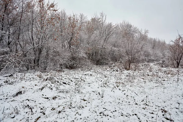 Uzun Çam Ağaçları Güzel Karlı Kozalaklı Ağaçlarıyla Karlı Kış Ormanı — Stok fotoğraf