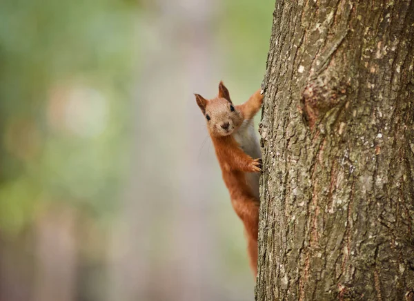 Autumn Squirrel Sits Branch Wild Animal Autumn Forest — Stock Photo, Image