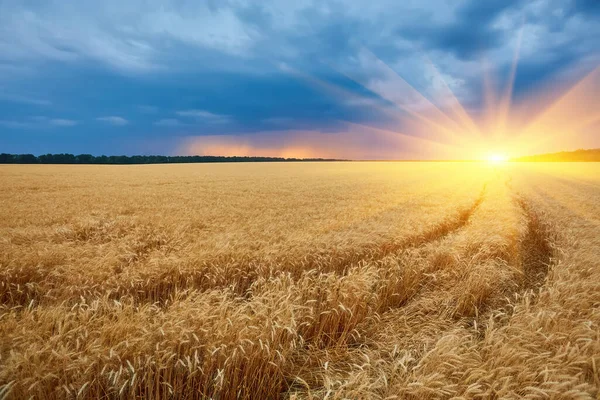 Dunkle Gewitterwolken Über Einem Weizenfeld Bei Sonnenuntergang Der Beginn Eines — Stockfoto