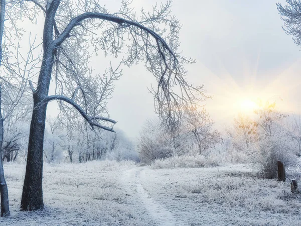 Snöig Vinterskog Med Höga Tallar Och Vackra Snöiga Barrträd Vit — Stockfoto
