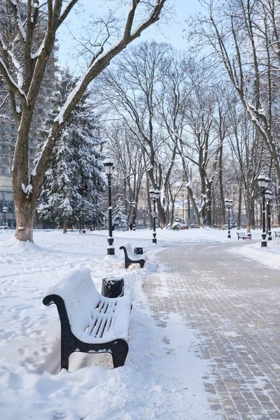 공원에 눈덮인 — 스톡 사진