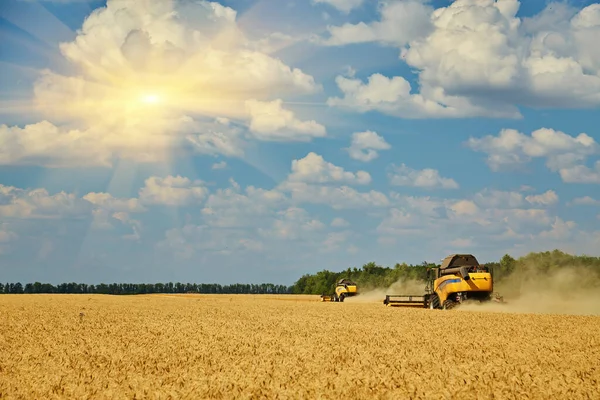 Combine Harvester Working Wheat Field Seasonal Harvesting Wheat Agriculture — Fotografia de Stock