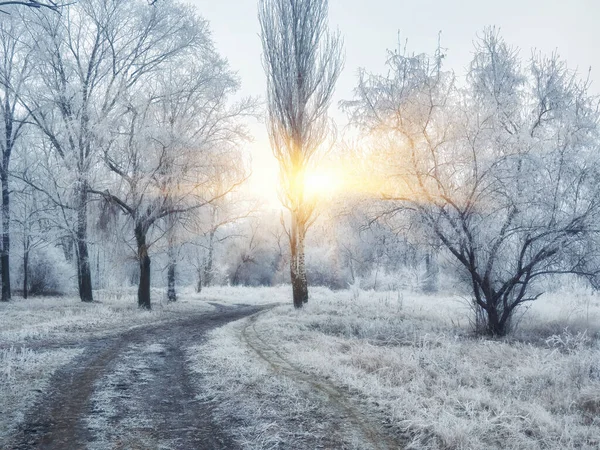 Winterliche Stadtlandschaft Winterpark Mit Schnee Bedeckt Eine Bank Unter Einem — Stockfoto