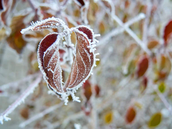 Feuilles Automne Recouvertes Givre Blanc Moelleux Sur Fond Neige Fraîche — Photo